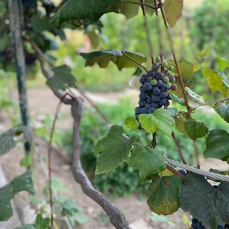 Apartma Sohen 아파트