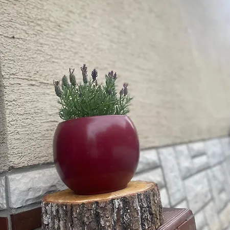 Appartement Apartma Sohen *