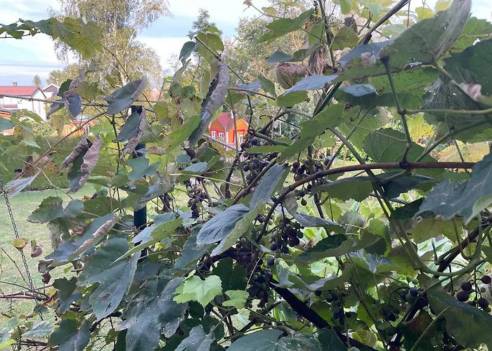 Apartma Sohen Daire *