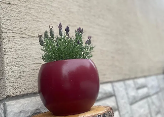 Lejlighed Apartma Sohen *